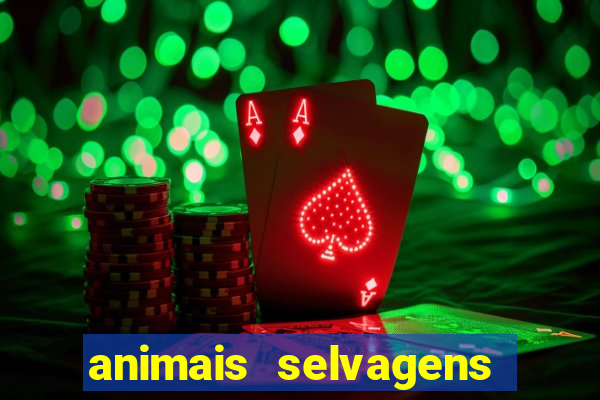 animais selvagens fotos e nomes